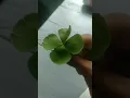 Lagu four leaf clover 🍀