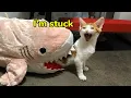 Download Lagu Cat.exe werkt 😹 Grappige kattenvideo's 2024