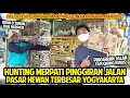 Download Lagu HUNTING MERPATI GIRING KERAS DI PINGGIR JALAN PASAR HEWAN TERBESAR DI YOGYAKARTA PASTY! MURAH BANGET