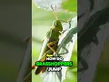 How do grasshoppers jump so far