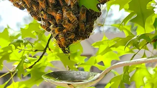 I found a swarm of Honey bees. What can we do?