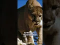 Download Lagu The Terrifying Scream of a Mountain Lion