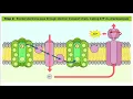 Photosynthesis The Light Dependent Reaction AQA A Level Biology Key Knowledge Revision A2