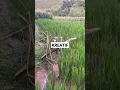 Download Lagu Ide kreatif membuat Alat Pengusir Burung di Sawah #shorts #kreatif #burung #sawah