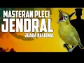 Download Lagu 🔴 LIVE masteran PLECI JENDRAL andalan juara nasional G12 G16 #masteranplecig12