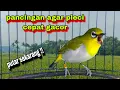 Download Lagu Suara Burung Pleci Bustomi Gacor Ngalas Nembak Ngotot #12: Bikin Gacor Lawan
