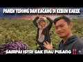 Lagu ISTRIKU GAK AKAN NOLAK DI AJAK KESINI //PANEN TERONG DI KEBUN KAKEK BERSMA ISTRI