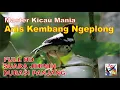 Download Lagu Master Pancingan Anis Kembang Ngeplong + Terapi Suara Air Mengalir..FULL HD..SUARA JERNIH...!!!