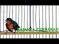 Download Lagu KOLIBRI WULUNG GACOR, RAJANYA TEMBAKAN, COCOK BUAT MASTERAN BURUNG GANTANGAN