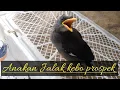 Lagu Review Anakan jalak kebo prospek