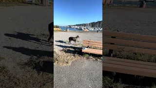.. 🐾💜#fyp #dream #doberman #pets #youtube