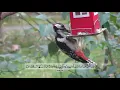 Download Lagu Surah 018 | Al Kahf | Beautiful Scenery | Abdul Rehman Al Sudais | The Holy Quran