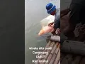 Download Lagu Ikan leluhur di situ Cangkuang garut
