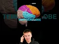 Brain lobes overview