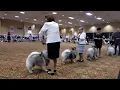 2025 KCA National Best of Breed