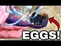 Lagu Blue LOBSTER Crawfish EGGS get Home AQUARIUM!