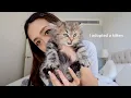 Download Lagu I adopted a kitten 🐱 first 24hrs at home