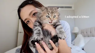 I adopted a kitten first 24hrs at home