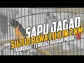Download Lagu LOSING FAMOUS TO TOP BIRD‼️ SAPU JAGAD GOES RAGE, FIRING A 2 KM CILILIN SHOT 🔥
