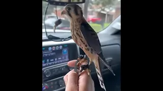 صقر ٤ سلندر 