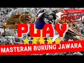 Download Lagu guru vokal suara audio jangkrik gacor burung gereja tarung vs cucak cungkok istimewa