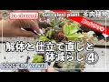 Download Lagu 632{多肉植物} 絶賛多肉お片付け中‼️解体しながら仕立て直しで鉢減らし【多肉事】【ba多肉】【baチャンネル】【Succulent】