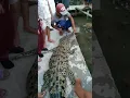 Download Lagu #shorts Mengejutkan.. Warga Temukan Buaya Terdampar Di Bibir Pantai Ternyata Sudah Tak Bernyawa.