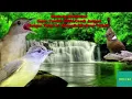 Download Lagu Kapas Tembak Kombinasi Cililin Vs Cucak Jenggot Dengan Terapi Air Mengalir