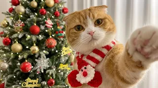 😼POV: Christmas With an Orange Menace 🎄#cat #cats #pets