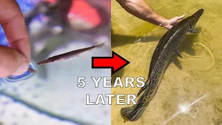 My Pet Alligator Gar 5 Years Later