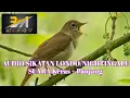 Download Lagu SUARA BURUNG MASTERAN - AUDIO KASAR \u0026 PANJANG SIKATAN LONDO/Nightingale