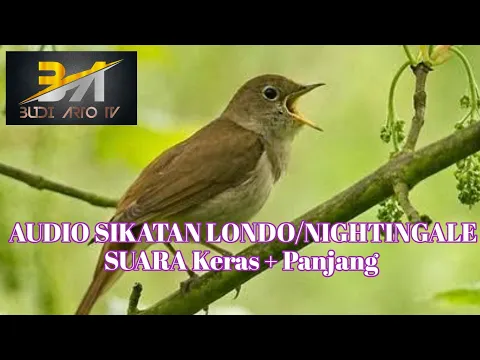 Download MP3 SUARA BURUNG MASTERAN - AUDIO KASAR & PANJANG SIKATAN LONDO/Nightingale