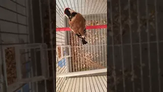 تغريد الحسون ولاية المدية بوغزول دندنها