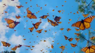 Monarch Butterflies: The Most Brilliant Migration 帝王蝶：最斑斓的迁徙