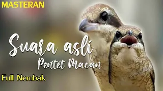 Download SUARA ASLI PENTET MACAN GACOR full nembak cocok untuk murai batu MP3