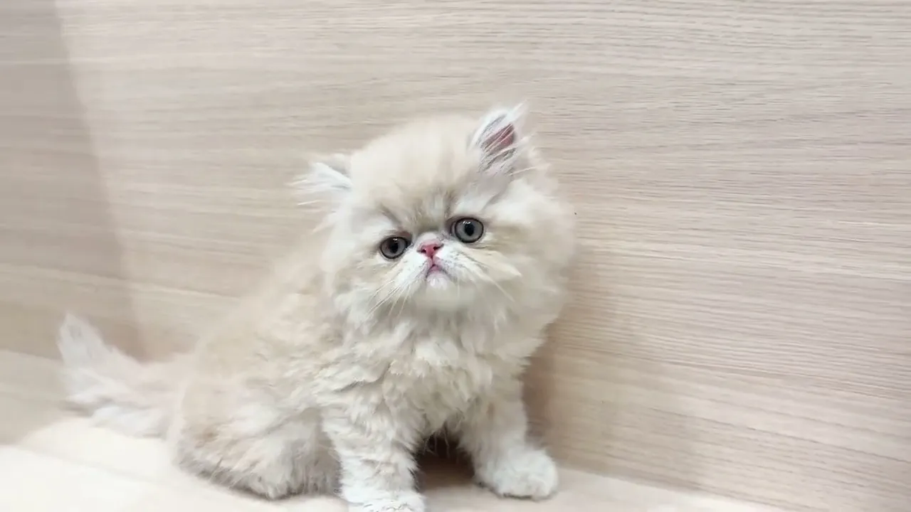 動画