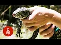 Download The Lizard Destroying the Florida Everglades mp4 3gp mp3 videos - waplic