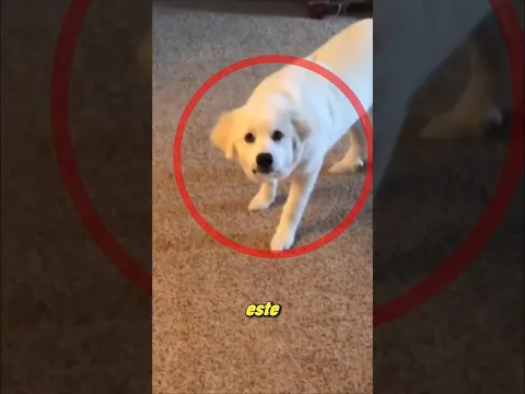 ¡Esta mujer cometió un gran error al adoptar a este perro!😱