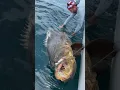 Ikan Kerapu Terbesar #shorts #mancingmania #ikankerapu