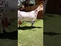 Download Lagu Gulabi barbari bakri #trendingshorts #goatface #higlight #goat #goatlovers #funnyvideos #viral #sid