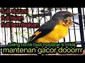 Download Lagu Masteran burung mantenan gacor super jernih full isian