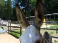 PETS 101 - Mini Donkeys
