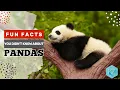 Fun Facts about Pandas You Need to Know KZ Learning Kids Education
