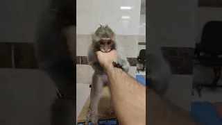 میمون Monkey Shortvideo Shortvideo Youtubeshorts 
