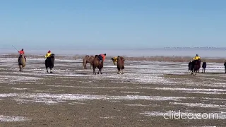 Camel polo tournament in Mongolia