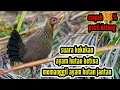Lagu Suara kekekan ayam hutan betina memanggil ayam hutan jantan minta kawin ampuh 💯%