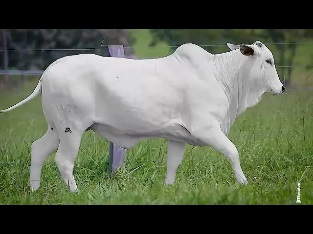 Novilha Nelore OCT - 283