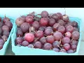 Get to know your food at Buffalo s Elmwood-Bidwell Farmers Market