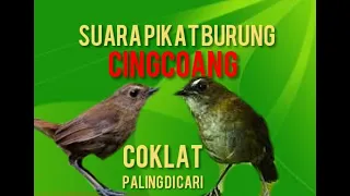 Download Suara pikat jongkangan coklat MP3