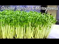 How to Grow Sesame Sprouts Sesame Microgreens - No Drain Tray Method